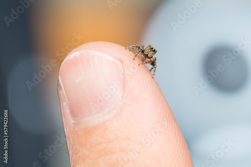 Wide isolated macro shot of a jumping spider on my finger - to illustrate the tinyness of these creatures (Evarcha falcata male)