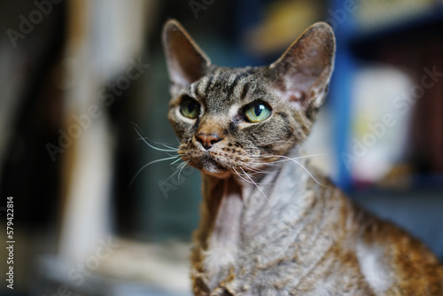 Schilderij op canvas beautiful devon rex cat