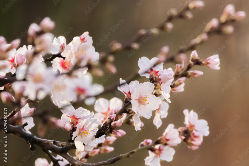 Obraz premium almond blossoms in Provence in the morning light
