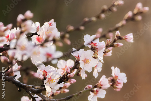 almond blossoms in Provence in the morning light