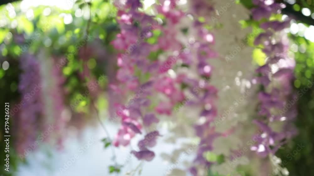 Hanging purple, pink, and white wisteria flowers in the garden. Hanging purple, pink, and white wisteria flowers in the garden.