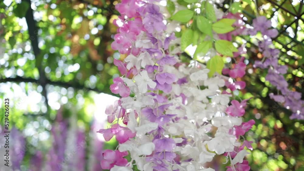 Hanging purple, pink, and white wisteria flowers in the garden. Hanging purple, pink, and white wisteria flowers in the garden.