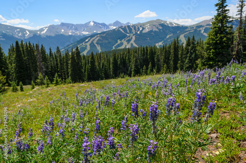 Wildflowers blooming on Gore Range Trail near Copper Mountain, Colorado, USA