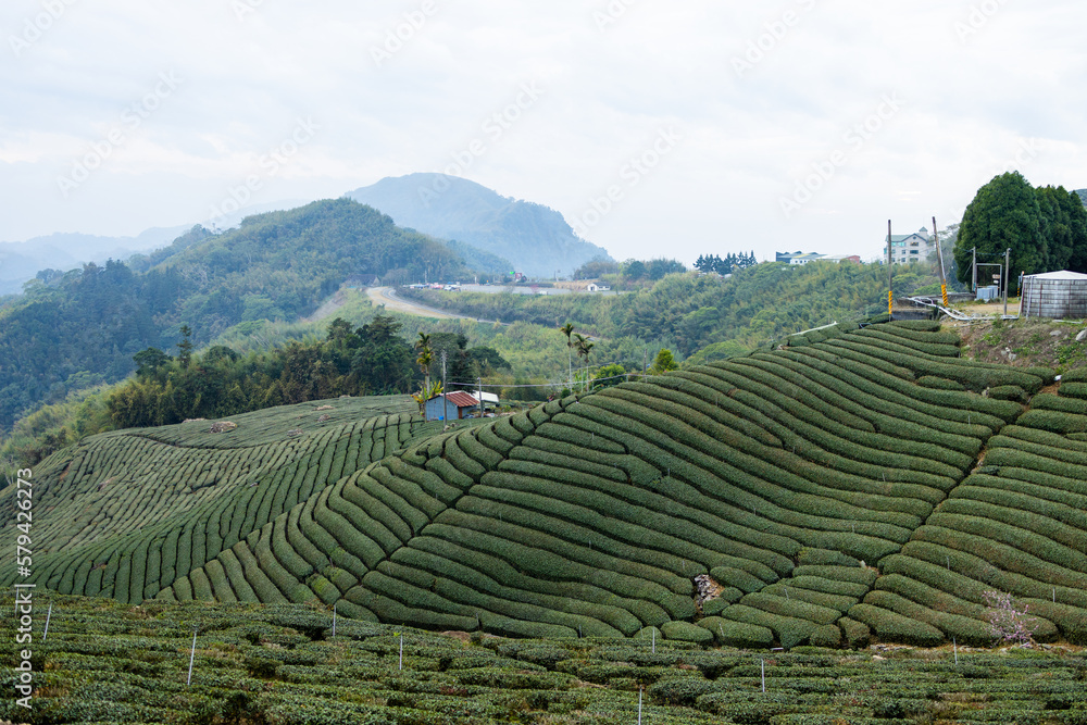 Tea plantation amidst the Alishan mountain