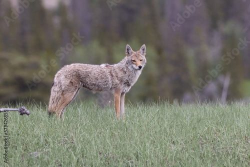 Stampa su tela coyote  (Canis latrans)  alberta canada