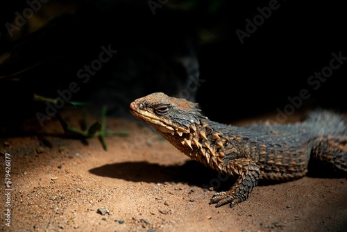 Closeup shot of a giant girdled lizard (Smaug giganteus) photo