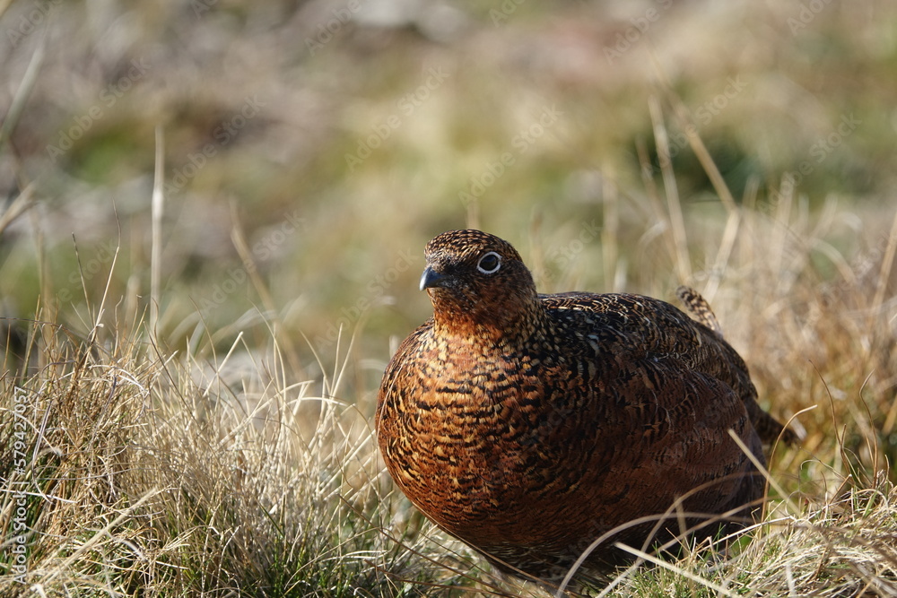 beautiful female red grouse (Lagopus scotica) beautiful female red grouse (Lagopus scotica)