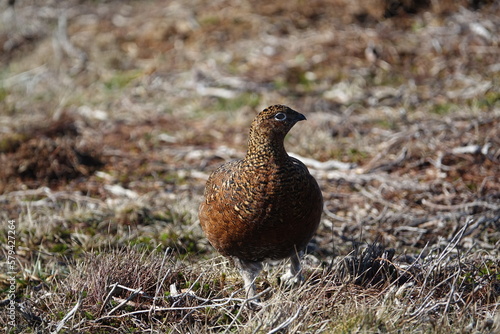female red grouse (Lagopus scotica)