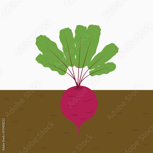Beetroot plant grown in soil. beet in the soil. isolated flat vector