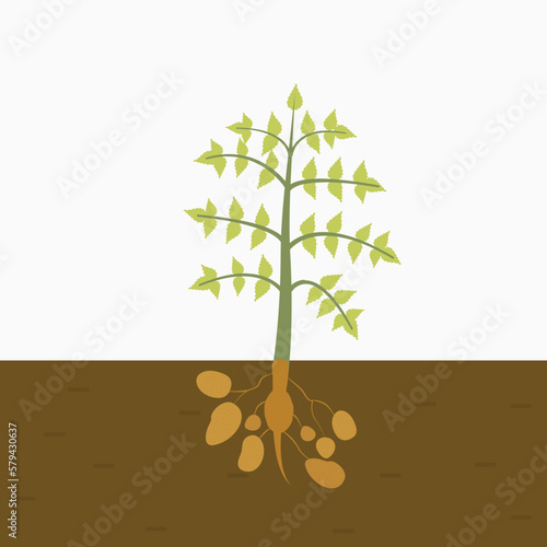 Potato plant grown in soil. potato in the soil. isolated flat vector