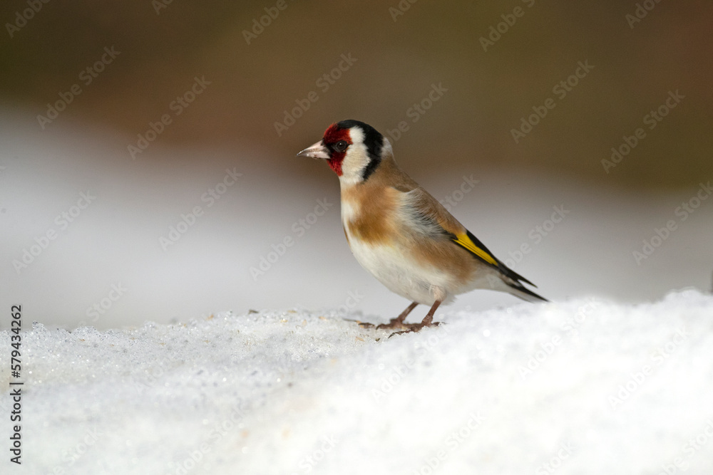 European goldfinch in a Mediterranean forest with the last light of the evening European goldfinch in a Mediterranean forest with the last light of the evening