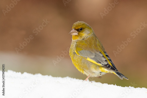 Male European greenfinch in an oak forest looking for food after a heavy snowfall on a cold January day