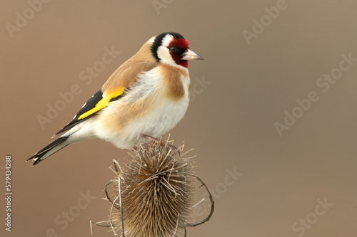 European goldfinch in a Mediterranean forest with the last light of the evening © Jesus