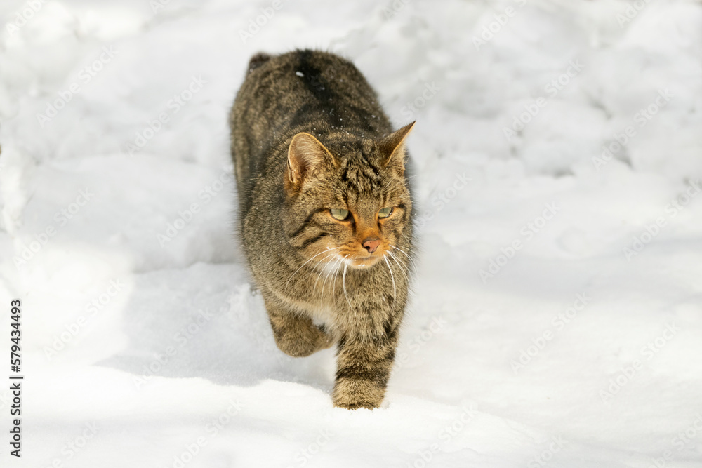 Wildcat male roaming his territory with a heavy snowfall in an oak forest in northern Spain with the first light of day