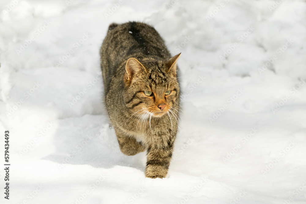 Wildcat male roaming his territory with a heavy snowfall in an oak forest in northern Spain with the first light of day Wildcat male roaming his territory with a heavy snowfall in an oak forest in northern Spain with the first light of day