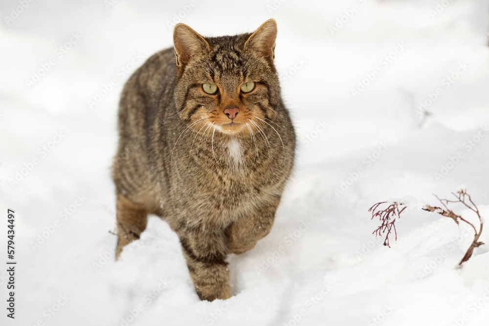 Wildcat male roaming his territory with a heavy snowfall in an oak forest in northern Spain with the first light of day