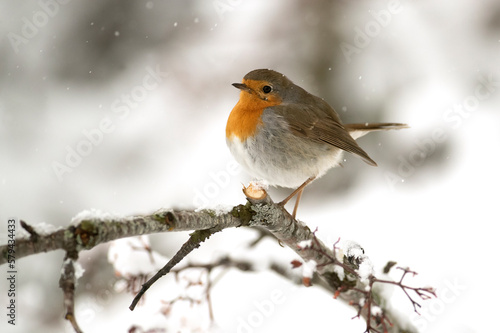 European robin eating red berries in an oak forest under a heavy snowfall on a cold January day © Jesus