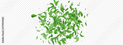 Swamp Leaves Fly Vector Panoramic Transparent