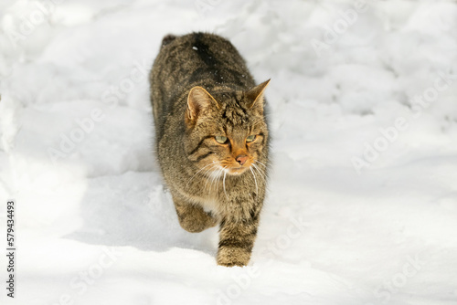 Wildcat male roaming his territory with a heavy snowfall in an oak forest in northern Spain with the first light of day