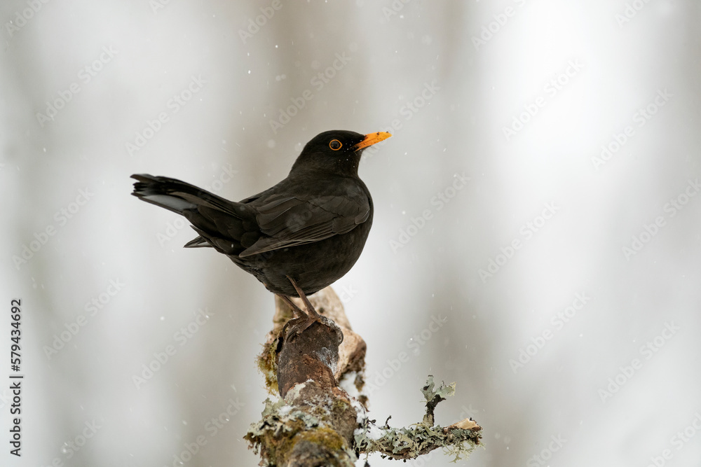 Fototapeta premium Adult male Common blackbird searching for food in a snowy oak forest in winter with the last light of the evening