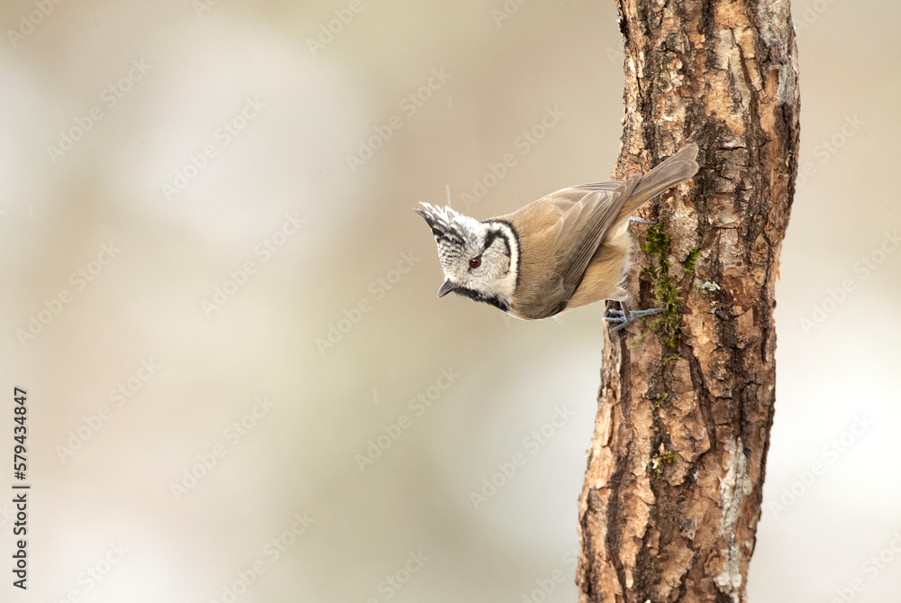 Crested tit in a snowy oak forest in winter, with the last light of the evening Crested tit in a snowy oak forest in winter, with the last light of the evening