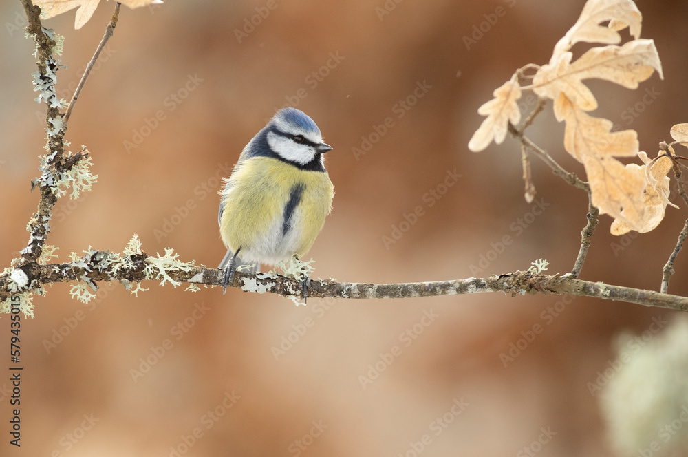 Blue tit in a snowy oak forest in winter with the first light of the morning Blue tit in a snowy oak forest in winter with the first light of the morning