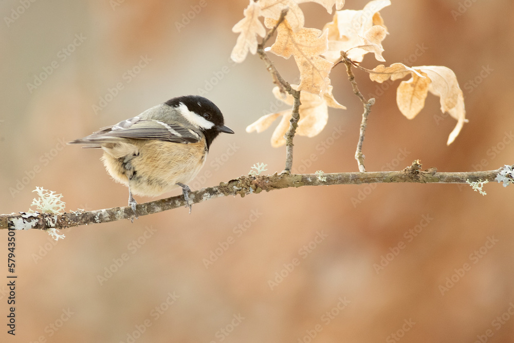 Obraz premium Coal tit on a very cold January day, snowing, with the last light of the afternoon in an oak forest