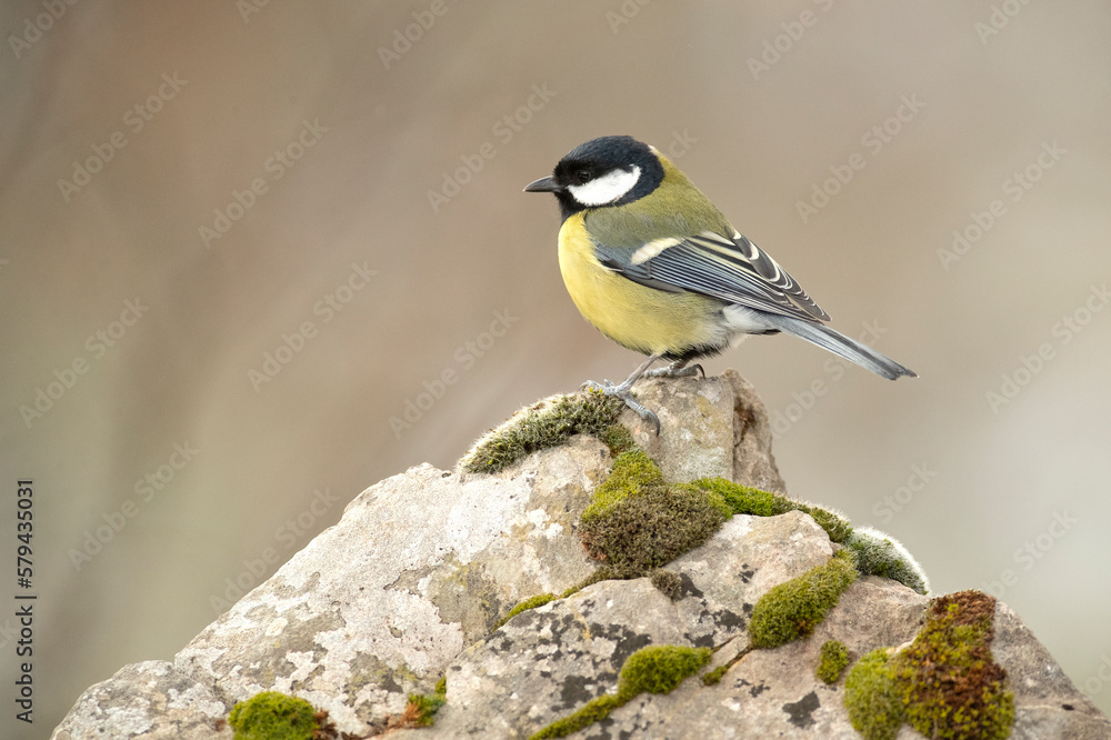 Obraz premium Great tit in a snowy oak forest in winter, with the last light of the evening