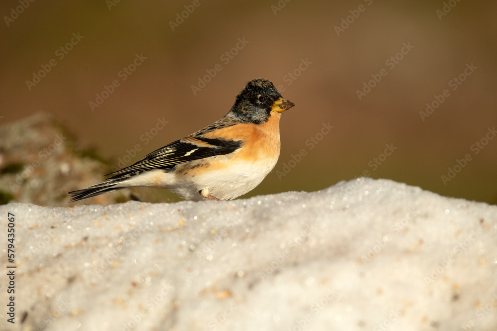 Brambling male in a snowy oak forest with the first light of the day Brambling male in a snowy oak forest with the first light of the day