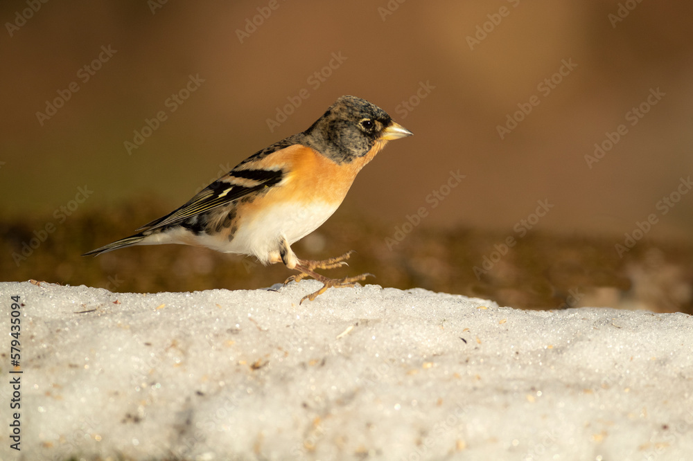 Brambling male on a very cold January day, snowing, with the first light in an oak forest Brambling male on a very cold January day, snowing, with the first light in an oak forest