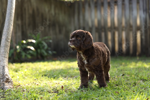 Cocker Spaniel Millie with an amazing rare brown coat, playing hunting for lizards climbing trees jumping for lizards and digging in plants!  photo