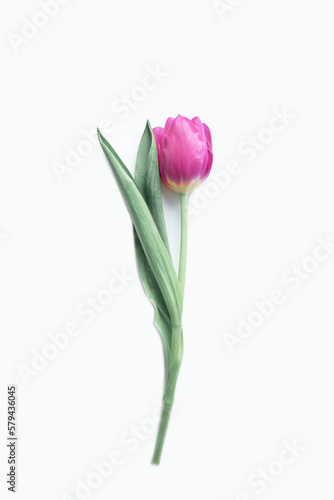 Fototapeta Naklejka Na Ścianę i Meble -  Beautiful tender spring tulip isolated on white background.