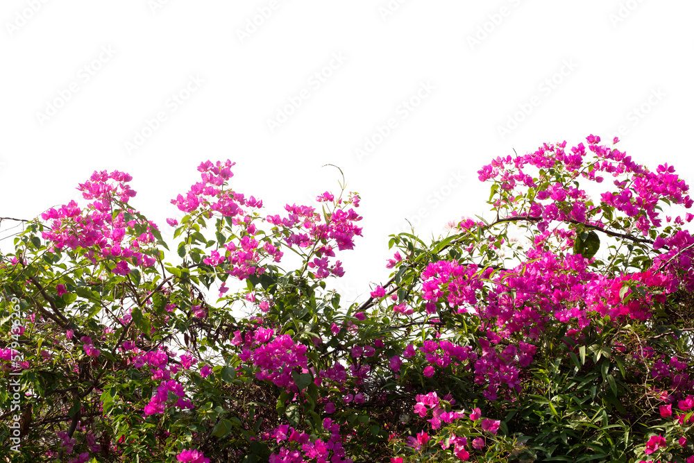 Obraz premium Bougainvilleas isolated on white background. Paper flower . Save with Clipping path .