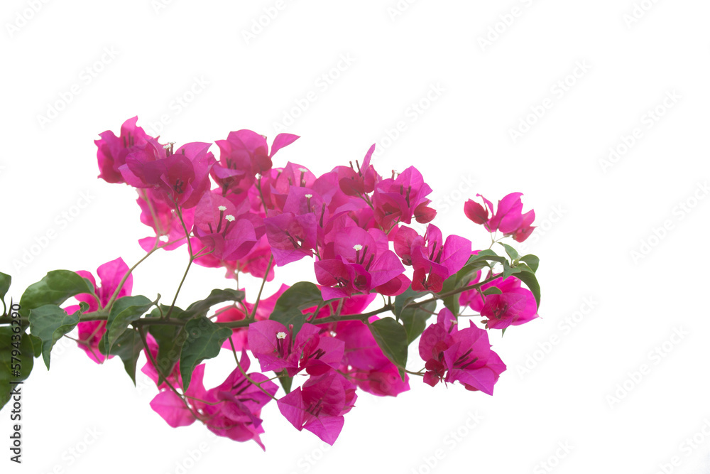 Bougainvilleas isolated on white background. Paper flower . Save with ...