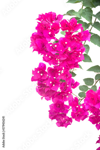 Bougainvilleas isolated on white background. Paper flower . Save with Clipping path .
