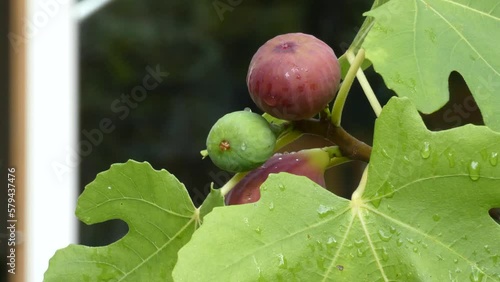 Fresh Figs on the branch of a fig tree in the garden cloe up