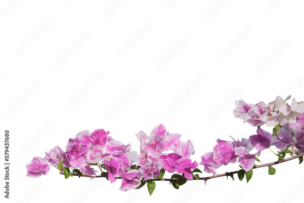 Bougainvilleas isolated on white background. Paper flower . Save with Clipping path .