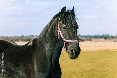 Friesian horse.Black horse walks in the field.Home ranch.Love for horses.Domestic horse.Black stallion.Beautiful stallion.Black wool.Faithful horse. Black animal. Beautiful animal. big hoss.farm.