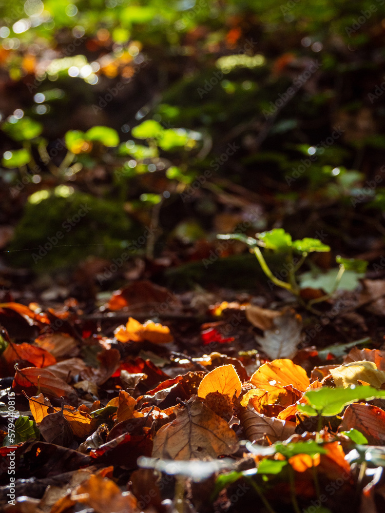 Scene in a forest park with illuminated by the sun brown leaf. Beautiful nature scenery. Scene in a forest park with illuminated by the sun brown leaf. Beautiful nature scenery.