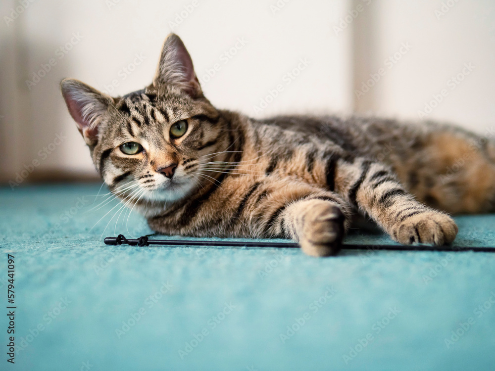 Cute tubby cat with brown fur in relaxing pose on a blue carpet. Home pet in a good mood for sleep.
