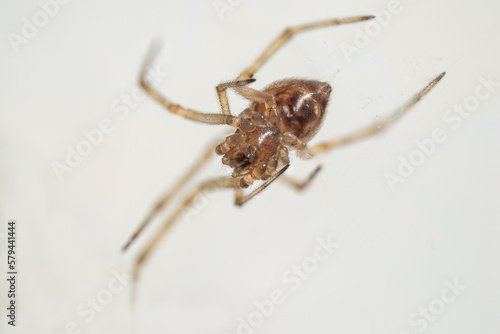 Macro view of a brown spider.