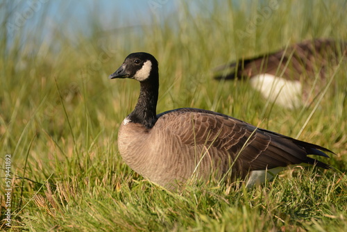 country goose on the grass photo