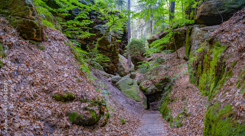 Panoramic over magical enchanted fairytale forest with fern, moss, lichen and sandstone rocks at the hiking trail Devil chamber in the national park Saxon Switzerland near Dresden, Saxony, Germany.