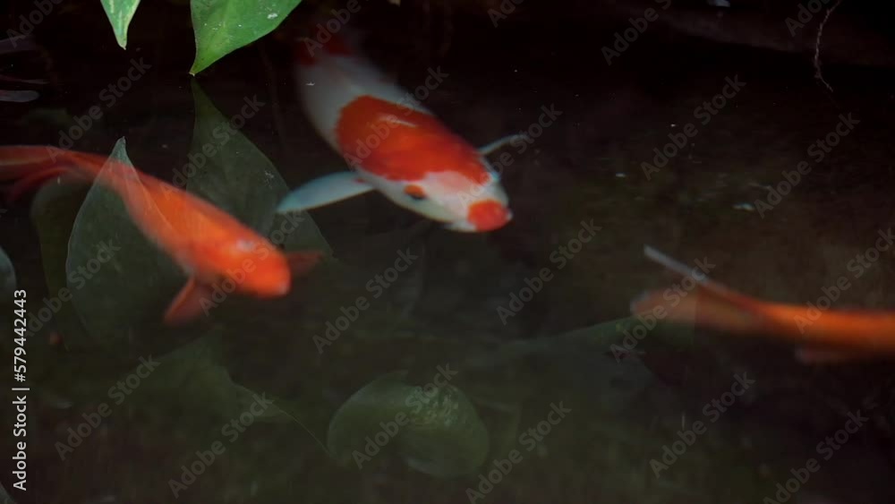 Closeup of beautiful koi fish swimming peacefully in a little pond near the Ngoc Son Temple Closeup of beautiful koi fish swimming peacefully in a little pond near the Ngoc Son Temple