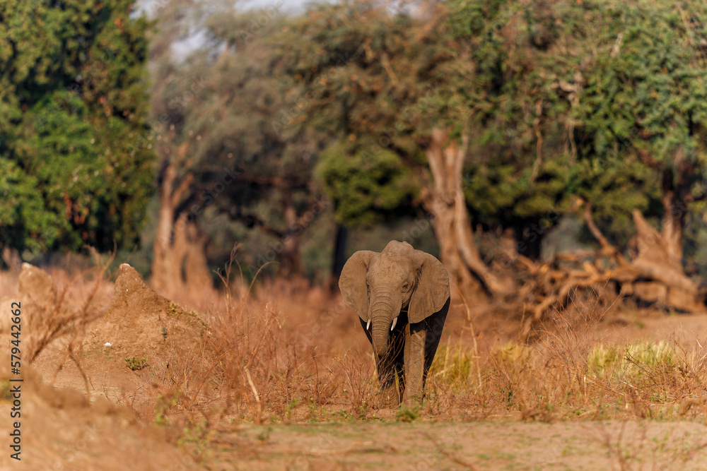 Fototapeta premium Male elephant searching for food in the late afternoon in the dry season in the forest of high trees in Mana Pools National Park in Zimbabwe