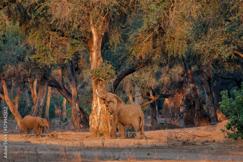 Obraz na plátně Male elephant searching for food  in the late afternoon in the dry season in the