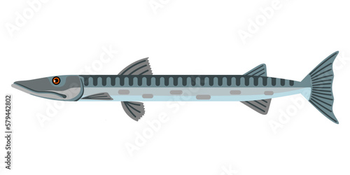 Colored barracuda