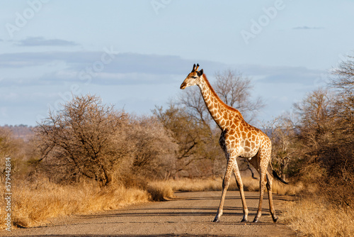 South African Giraffe  Giraffa giraffa giraffa  or Cape giraffe walking on the savanna with a blue sky with clouds in Kruger National Park in South Africa