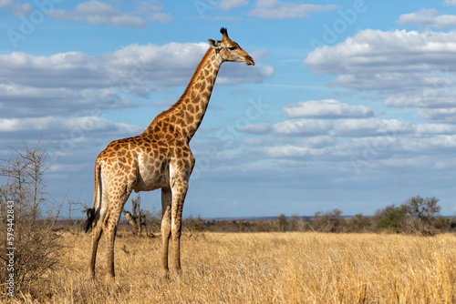 South African Giraffe (Giraffa giraffa giraffa) or Cape giraffe walking on the savanna with a blue sky with clouds in Kruger National Park in South Africa