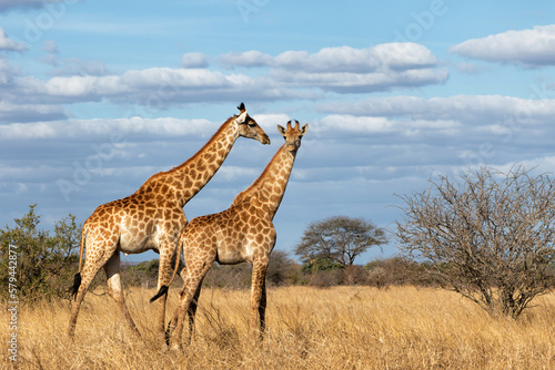 Fotografia South African Giraffe (Giraffa giraffa giraffa) or Cape giraffe walking on the s